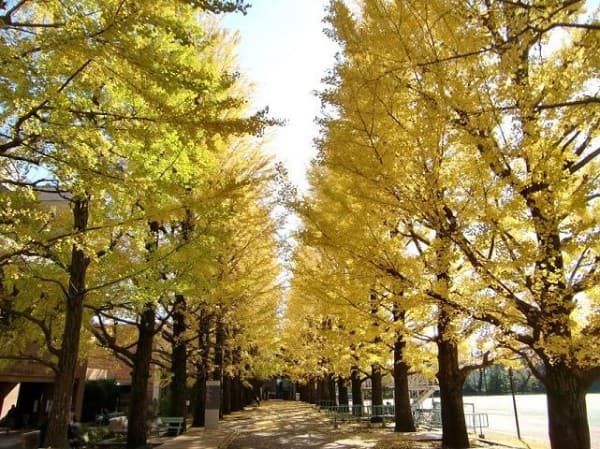 日本大学第二中学校・高等学校